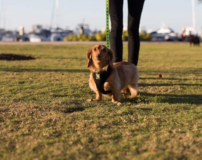 EcoBark Dog Leash - Soft & Reflective Comfort Leashes with Padded Handle - Safe, Strong, & Durable for Small, Medium or Large Dogs (Green)