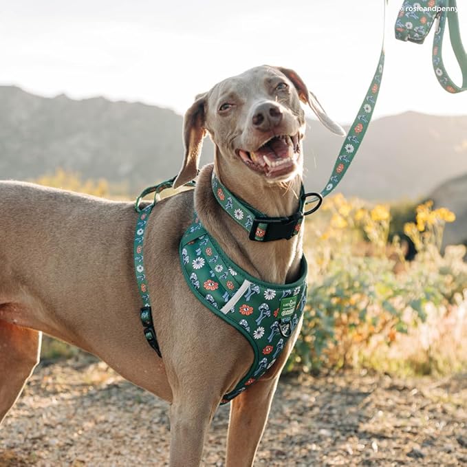 Lucy & Co. x Parks Project Power to the Parks Dog Leash, Durable Matching Dog Lead with Heavy Duty Hardware, Large