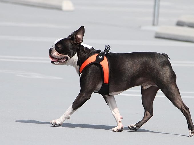 Gooby Escape Free Easy Fit Harness - Orange, Medium - No Pull Step-in Patented Small Dog Harness with Quick Release Buckle - Perfect On The Go No Pull Harness for Small Dogs or Medium Dog Harness