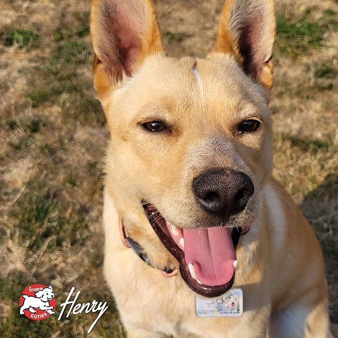 Fromm Four-Star Nutritionals Rancherosa Dog Food - Premium Dry Dog Food - Beef Recipe - 4 lb