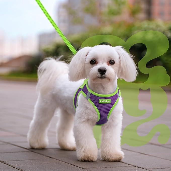 rabbitgoo Dog Harness Small Sized and Leash Set, Step-in Breathable Pet Harness, Soft Walking Reflective Puppy Vest for Small Dogs, Purple & Green, L