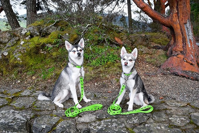 EcoBark Dog Leash - Soft & Reflective Comfort Training Leashes with Padded Handle - Safe, Strong, & Durable for Small, Medium or Large Dogs (Green)