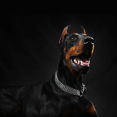 Dog Chain Collar, Heavy Duty Silver Triple Row Martingale Chain Dog Collars, Chew Proof Metal Cuban Link Dog Collar Adjustable for Small Medium Large Breed Dogs (3 Row, S)