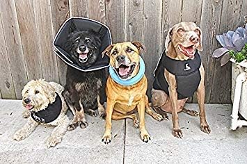 All Four Paws Comfy Cone Pet Cone for Dogs, Cats, X-Small, Black - Comfortable Soft Dog Cone Collar Alternative for After Surgery, Wound Care, Spay, Neuter - Dog and Cat Recovery Elizabethan-Collar