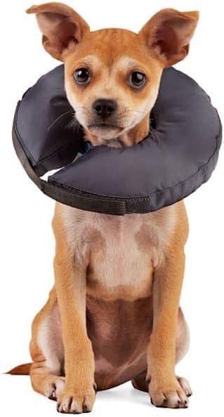 Well & Good by Petco Soft-Filled Recovery Dog Collar XX-Small/X-Small