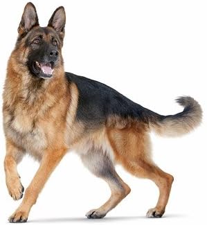 I LOVE MY PETS LLC Dog Urinary Tract - Dog Urinary Tract Support - UTI Relief Complex - Quality - Corn Silk Dogs - 180 Treats (2 Bottles)