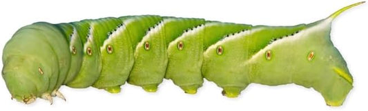 Fluker's Live Hornworms, 12 Count Cup, Premium High-Calcium Treats for Reptiles, Amphibians, and Birds