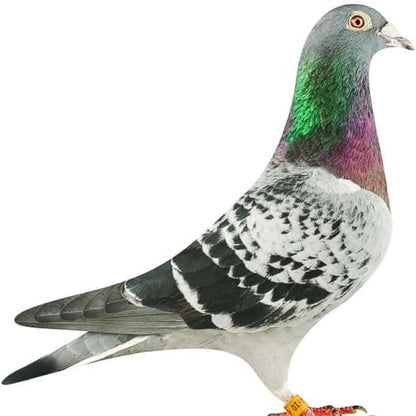 Farmalab Natural Dewormer Internal & External 100 Tabs Poultry - Vitamin for Poultry Rooster Hen Chicken Baby Chick Doves Pigeons and All Caged Birds (Pigeon Doves Squail)