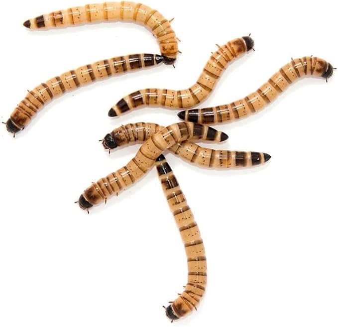 Surmen Legacy 250ct Live Superworms Large (1.75"-2") Live Arrival Guaranteed