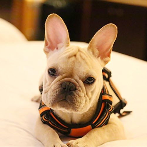 Creation Core Reflective Nylon Dog Harness and Training Leash Set Padded Durable Adjustable, Orange M