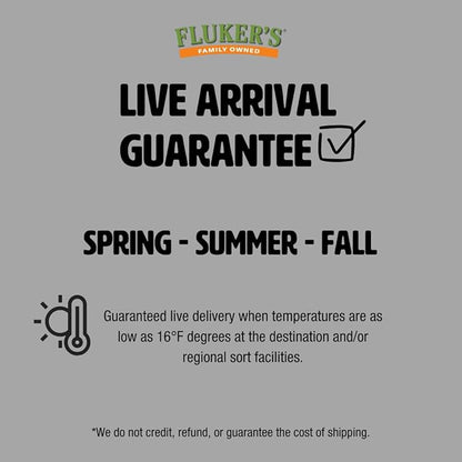 Fluker's Hornworms 24 Count - Reptile and Chicken Food