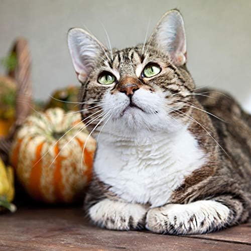 PET SUPPLEMENTS & NUTRITION LLC cat Itchy Skin - Immune Support for Cats - Healthy Immune Response - Vet Recommended - Milk Thistle Powder for Cats - 3 Bottles (180 Chewable Tablets)