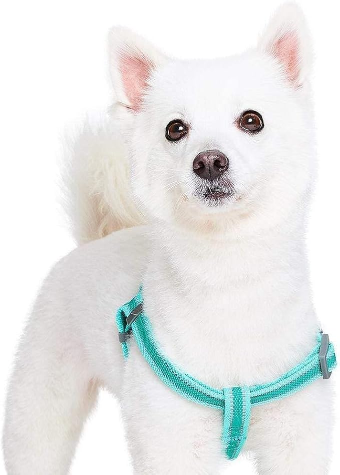 Blueberry Pet Essentials Reflective Back to Basics Matching Dog Harness and Leash Set, Minty Green, Adjustable Harness with 4 ft Leash for Large Dogs