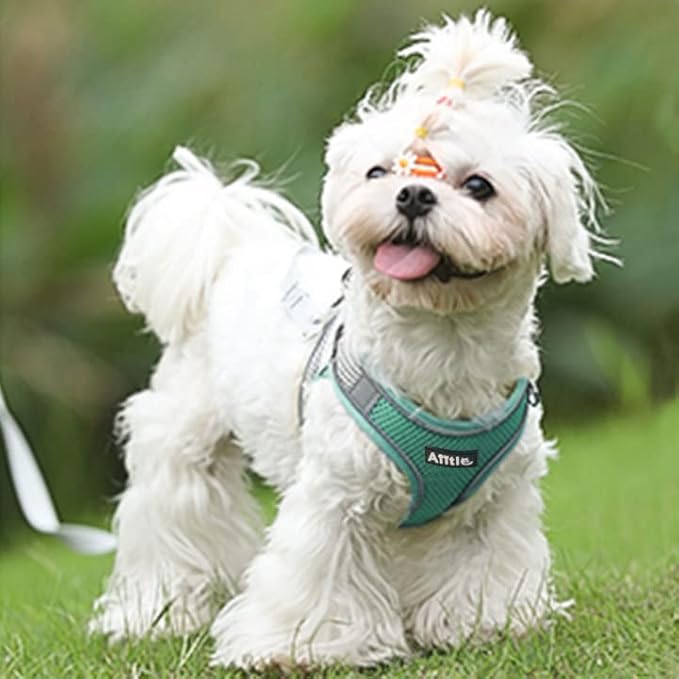 AIITLE Dog Harness, No-Pull Cat Harness with a Leash, Adjustable Reflective Dog Vest, Cat Harness Escape Proof, Outdoor Walking, Running,Training for Extra Small Dogs and House Cats Turquoise XXXS