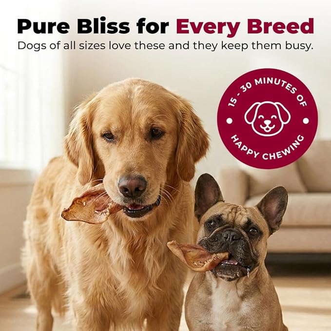 Best Pet Supplies GigaBite Half-Cut Pig Ears for Dogs - All-Natural Slow-Roasted Chews that Clean Teeth and Satisfy Aggressive Chewers - 50 Pack for Medium, Large Dogs