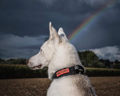 OneTigris Tough Dog Collars, Tactical Dog Collar with Handle, Milltary Adjustable Dog Collar with Heavy Duty Metal Buckle for Training (Medium (Pack of 1), Black)