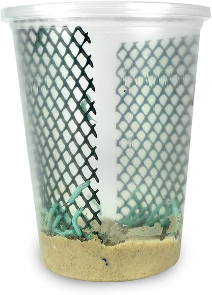 24ct Live Hornworms by DBDPet | Live Arrival is Guaranteed | Includes Attached Care Guide