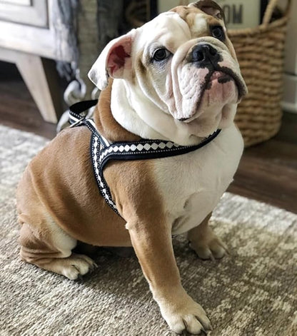 Blueberry Pet 4 Colors Soft & Comfy 3M Reflective Jacquard Padded Dog Harness, Chest Girth 30" - 38.5", Purple Grey, Large, Adjustable Harnesses for Dogs