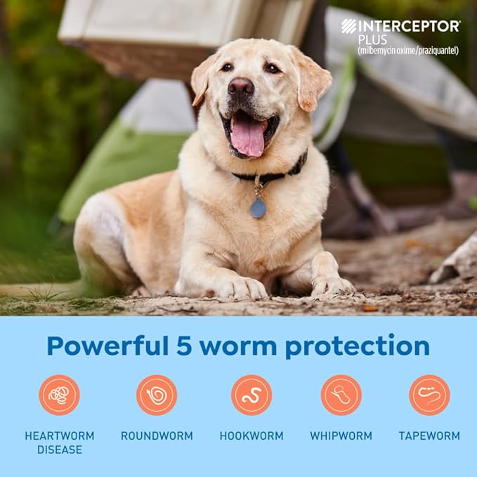 Interceptor Plus Prevention for Heartworm + 4 Other Worms for Dogs 50.1-100 lbs. | 1 Chew, 1-Month Supply