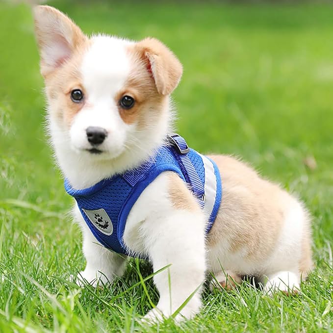 FEimaX Dog Harness and Leash Set for Walking, Soft Mesh Adjustable Easy Control Lightweight Cat Vest Harnesses with Reflective Strips, Escape Proof Small Dogs Cats Vests (Blue, Medium)