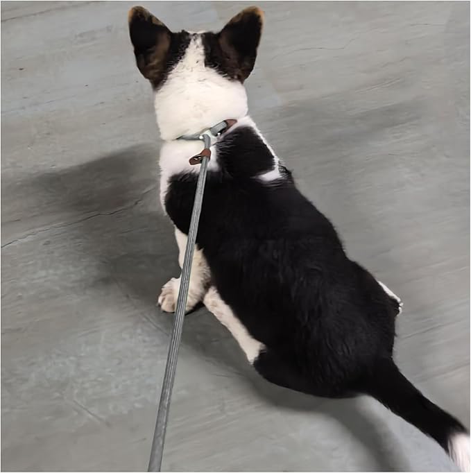 MayPaw Slip Lead Control Leash for Dogs No Pull, 13+ Colors Classic Dog Lead 7FT Pet Slip Leash, 1/4” Rope Leashes for Small Medium Animals (7ft*1/4", Gray)