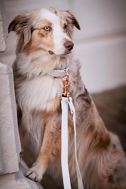 Soft Leather Dog Collar and Leash (6.6') Set - Stylish Rose Gold Heavy Duty Metal Buckle, 4 Adjustable Lengths Leash for Small Medium Large Dogs - Comfortable & Easy to Clean White XS(8"-12")