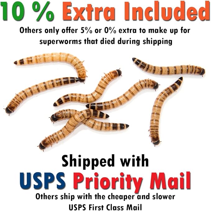 Superworm 200 Live (Large)-Bulk and Organic from Florida