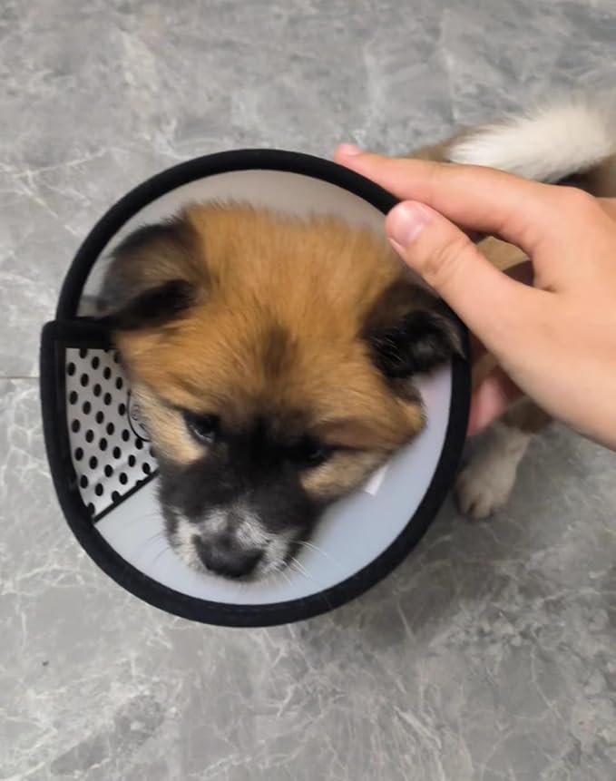 Dog Cone Collar Adjustable After Surgery–Soft, Comfortable Recovery E-Collar with Hook & Loop Closure, Protective Elizabethan Collar for Small, Medium & Large Dogs(Clear, M2 (Neck 13"-15.5"))