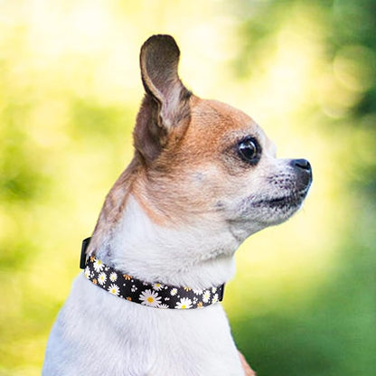 QQPETS Adjustable Soft Dog Collar: Print Flower Pink Multicolor Cute Patterns for XS Small Medium Large Pet Girl Boy Puppy Walking Running Training (M, White Daisy)