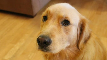 I LOVE MY PETS LLC Dog Urinary Tract Food - Dog Urinary Tract Support - UTI Relief Complex - Quality - Corn Silk Dogs - 270 Treats (3 Bottles)