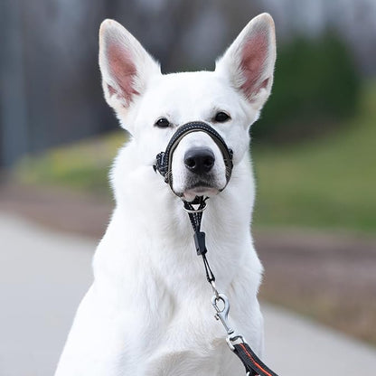 GoodBoy Dog Head Halter with Safety Strap - Stops Heavy Pulling On The Leash - Padded Headcollar for Small Medium and Large Dog Sizes - Head Collar Training Guide Included (Size 2, Black)