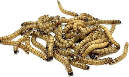 1000ct Live Superworms - Large 1.75"-2"+ - (1000)