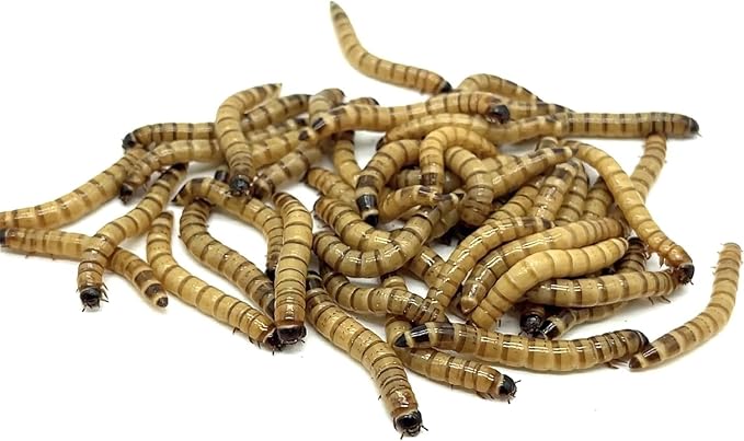 500ct Live Superworms - Large 1.75"-2"+ - Live Arrival Guaranteed (500)