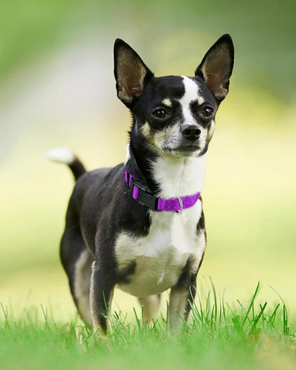 Joytale Reflective Dog Collar, Soft Neoprene Padded, Metal D-Ring, Nylon Pet Collar Adjustable for Puppy and Small Dogs, Purple, XS
