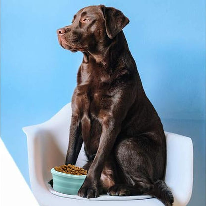 Luter 2 Pieces Collapsible Dog Bowls Silicone Food Water Travel Bowl with Lids Portable Expandable Pet Feeding Watering Cup Dish for Walking Kennels Camping 350ml (12x12x3cm) (Pink & Blue)