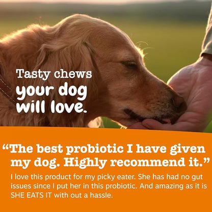 Zesty Paws Probiotics for Dogs - Digestive Enzymes for Gut Flora, Digestive Health, Diarrhea & Bowel Support - Clinically Studied DE111 - Dog Supplement Soft Chew for Pet Immune System - Adv, 90ct