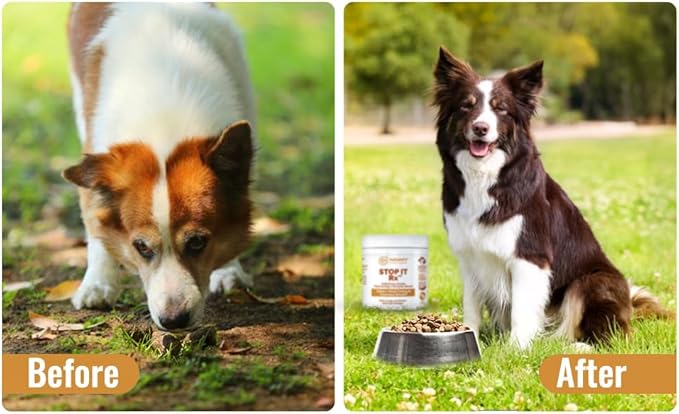 No Poop Eating for Dogs. Coprophagia Treatment. Digestive Enzyme with Breath Freshener. Stop Eating Poop for Dogs, Stool Eating Deterrent. Extra Large 230 Scoops in Each jar.