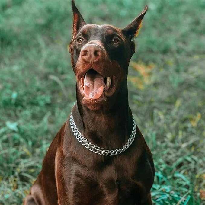 Dog Chain Collar Metal Martingale Anti Chew Training Collars Chew Proof, Chrome Plated, 2 Link for Small Medium Large Dogs (Silver, Medium(for Neck 16-21''))