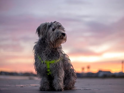 Reflective Adjustable Dog Step in Harness for Medium Dogs; matching collar and leash available, Purple