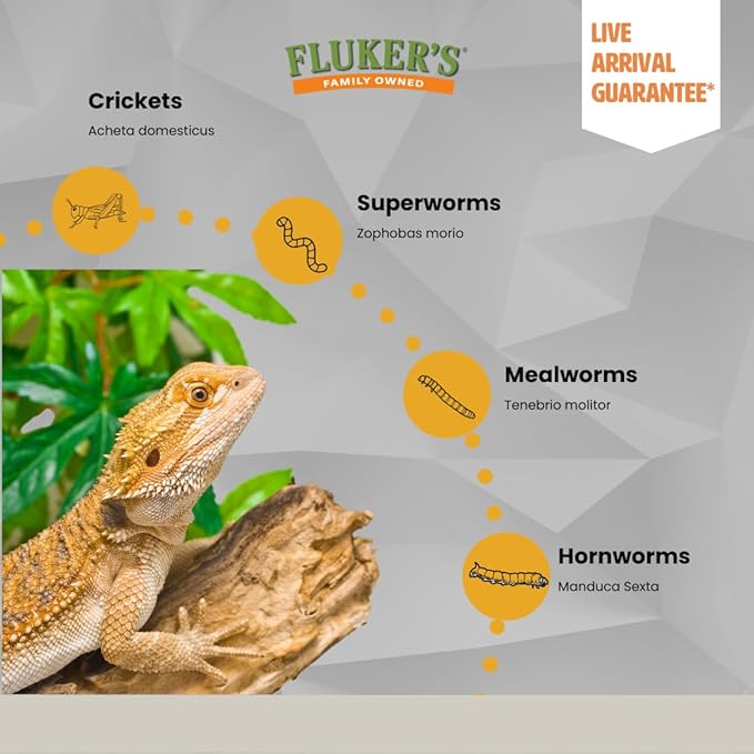 Fluker's Live Hornworms, 12 Count Cup, Premium High-Calcium Treats for Reptiles, Amphibians, and Birds