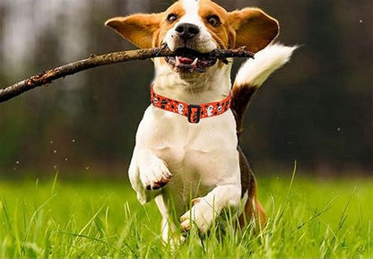 Mihqy Halloween Dog Collar - Pumpkin Bat Ghost Pattern - Adjustable for Small Medium Large Dogs(Halloween,L)