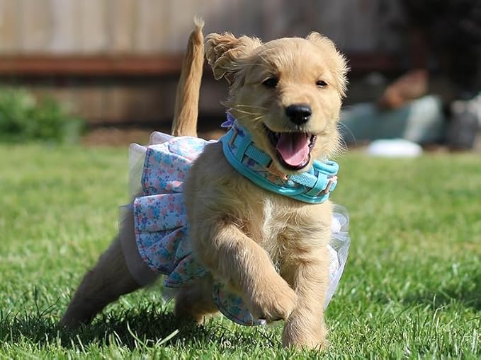 Blueberry Pet New Soft & Comfy Made Well Lovely Floral No Pull Mesh Dog Costume Harness Dress in Lavender, Chest Girth 19"-21", Small, Adjustable Harnesses for Dogs