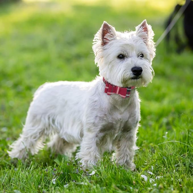 EXPAWLORER Dog Collar and Leash Set - Classic Plaid Dog Bow Tie and Dog Bandana Collar with Bell, Dog Leash Tangle Free, Adjustable Collars for Small Medium Large Dogs Cats, Holiday Ideal Gift