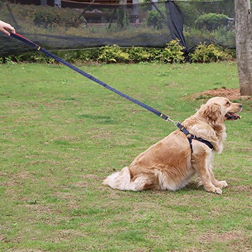 Hypeety Dog Denim Leash Harness Adjustable Heavy Duty Durable Dog Collar No-Pull for Training Walking Running, Good for Large Medium Small Dog (L (11.81"-17.77" Chest Girth))
