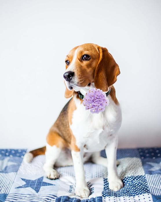 PET SHOW Small Dog Collar Charms Bowties for Cats Rabbits Slide on Puppies Medium Dog Collars Attachment Flower Bows Pet Bowknot Valentines Grooming Costumes Accessories