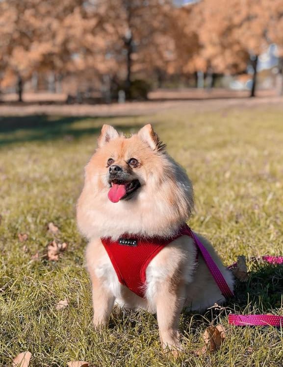 Puppia Soft Dog Harness, Wine, Large (PDCF-AC30-WN-L)