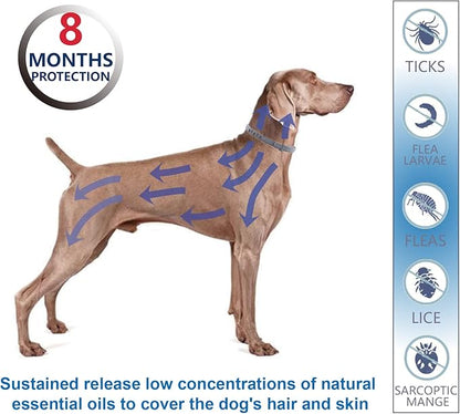 Flea and Tick Collar for Large Dogs, 1‑Pack | Dual‑Action Protection with Built‑in Repellent Drops, 8‑Month Waterproof Design | Natural Essential Oils, No Harsh Chemicals