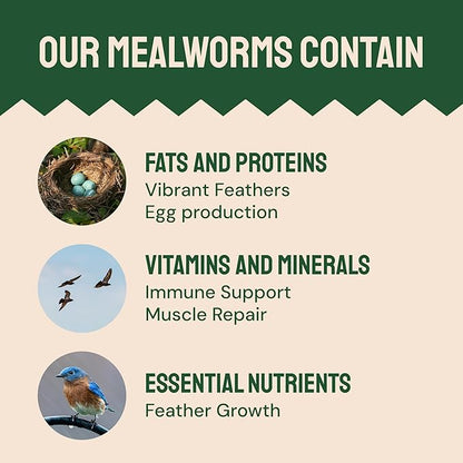Hatortempt 1.8lb Dried Mealworms for Wild Birds - 50% Protein Meal Worms for Wild Birds - Attracts Bluebirds, Starlings, Wrens, Woodpeckers, Cardinals and Robins