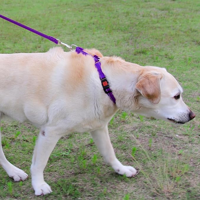 Joytale Martingale Collar for Dogs, Reflective Heavy Duty for Safety, Quick Release Buckle, Adjustable Nylon Collars for Medium Dogs Walking Training, Purple,M