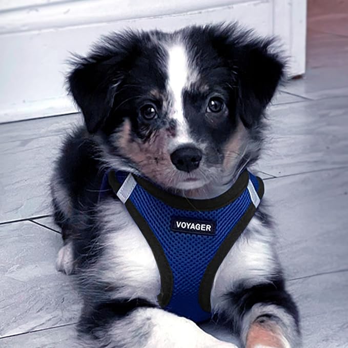 Best Pet Supplies Voyager Step-in Air Harness - All Weather Mesh, Reflective, No Pull Harness for Dogs, Cats - Secure with Hook & Loop Fastener, Buckle, Double D-Rings - Royal Blue/Black Trim, XL